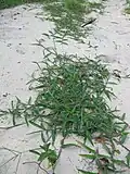 Mladá rostlina