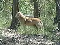 Dingo (Canis dingo) v Národním parku Yengo