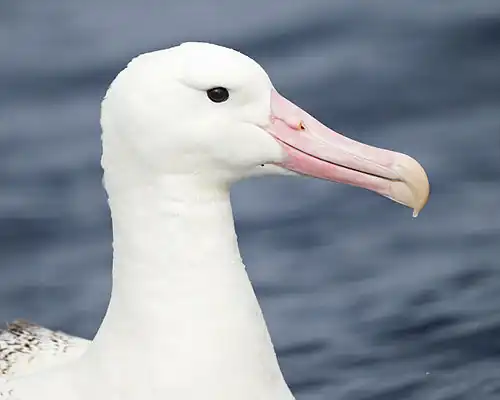 Portrét albatrosa s hlavou otočenou doprava. Patrná je tmavá duhovka, nosní dírky směřující dopředu a velký růžový zobák s černou linkou podél obou čelistí na straně skusu
