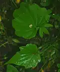 Dioscorea nipponica
