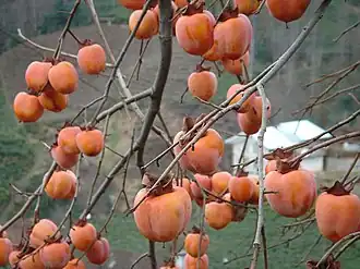 alternativní popis obrázku chybí