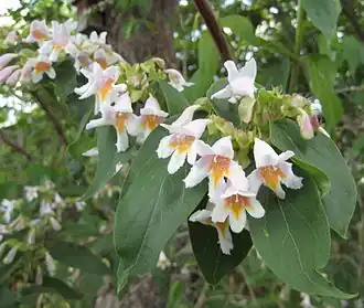 Dvojštítník mnohokvětý (Dipelta floribunda)