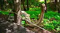 Diplodocus, DinoPark Košice