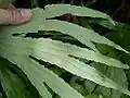 Detail listu Dipteris conjugata s výtrusnými kupkami