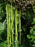 Epifytický porost Disocactus flagelliformis