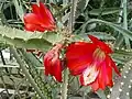 Disocactus (Heliocereus) speciosus je dávno pěstovaný, poskytl hybridům červenou barvu květů