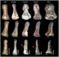 Srovnání koncových článků palců různých hominidů