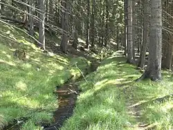 V místě u cesty k Novému rybníku