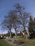 Dobřejovické kleny