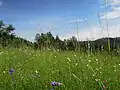 Bohatě kvetoucí louka
