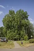 Dobřejovická linda