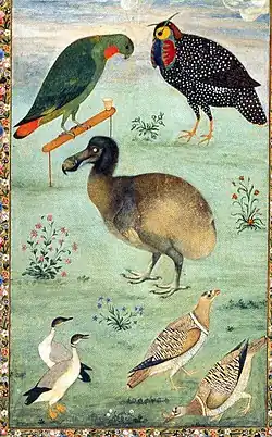 Barevná malba ptáků, uprostřed je hnědý dodo, vlevo nahoře zelený Loriculus galgulus, vpravo od něj černý, bíle otečkovaný Tragopan melanocephalus, na spodním kraji obrázku vlevo dvě bílo-šedo-černé Anser indicus a v pravo dva Pterocles indicus; mezi ptáky je tráva a několik rozkvetlých květinek a oblohu v horní části obrazu zbarvuje slunce a mraky.