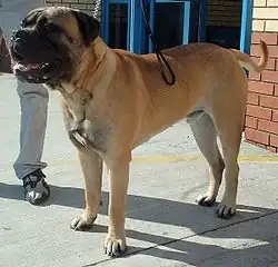 Pes bullmastifa