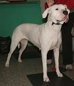 Argentinská doga