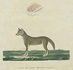 Kresba psa dinga z roku 1789