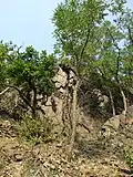 Jarovské údolí