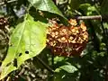 Plodenství Dombeya pilosa