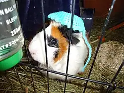 Pítko pro morče