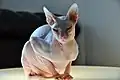 Donský sphynx