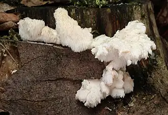 Hericium cirrhatum