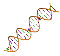 Zjednodušené zobrazení dvojité šroubovice DNA s obarvenými bázemi