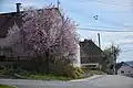 Kvetoucí strom
