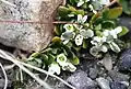 Draba arctica ze Špicberků