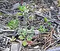 Draba cuneifolia z Nevady