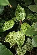 Dracaena goldieana s variegátními listy