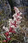 Květenství Dracophyllum milliganii