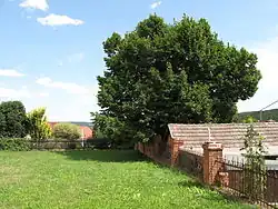 Lípa v roce 2014