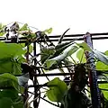 Plody Dregea sinensis