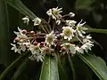 Květenství rozpylce lékařského (Drimys winteri)