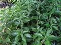 Drnavec lékařský (Parietaria officinalis)