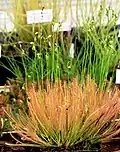 Drosera × hybrida[14]