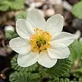 Květ Dryas ajanensis