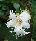 Květ Drymonia lanceolata