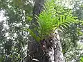 Drynárie Drynaria quercifolia