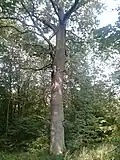 Dub nedaleko Lhoty nad Moravou (pořízeno: srpen 2015)