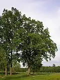 Dub u Horních Vesců II