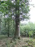 Dub u Třech mostů (III.)