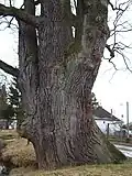 Detailní záběr