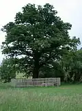 Dub v Mokrosukách