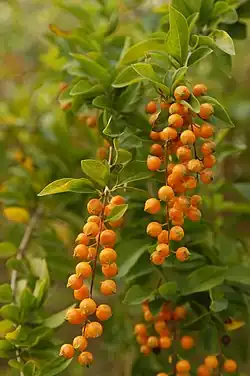 Plody duranty Duranta erecta