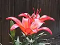 Lilium 'Matrix'