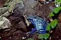 Azureus
