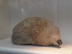 Zlatokrt (Chrysospalax trevelyani)