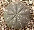 Euphorbiaceae:Euphorbia obesa ssp. symmetrica