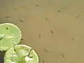 Gambusia holbrooki v rybníku v oblasti Pee Dee v Jižní Karolíně, 2011.