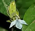 Ecbolium ligustrinum